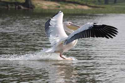 Pélican blanc, oiseau rare en France