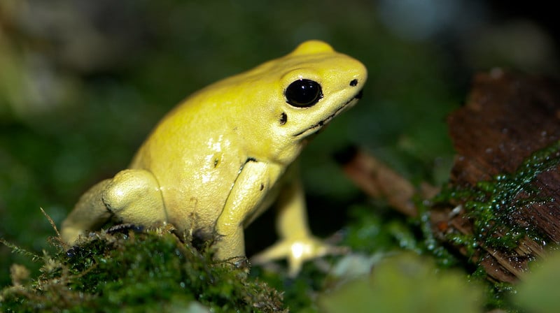 La phyllobate terrible est l'une des grenouille les plus vénéneuses au monde