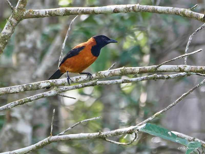 le pitohui bicolore est un oiseau vénéneux 