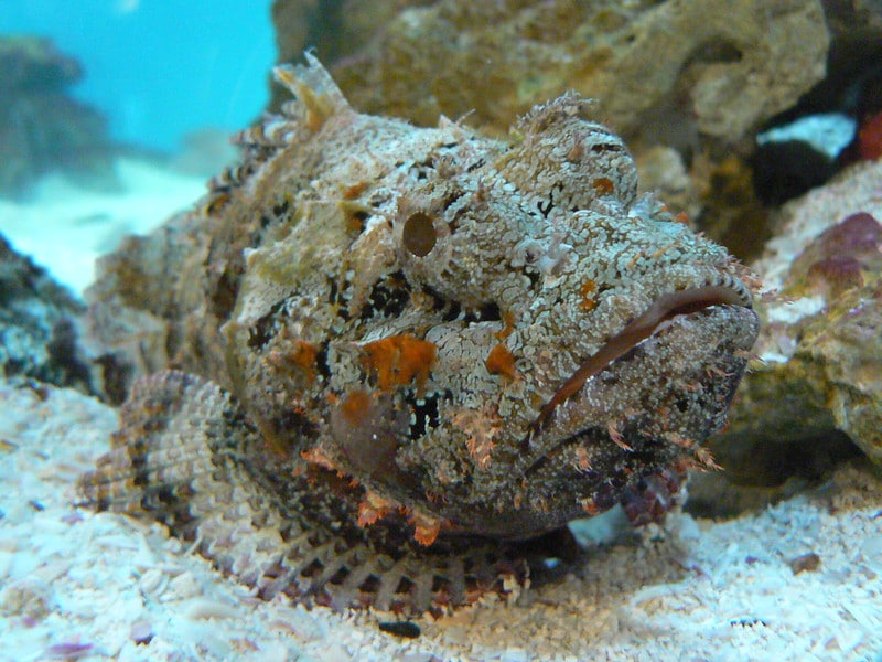 Le poisson pierre inocule son venin grâce à ses épines dorsales