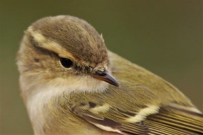 Pouillot de hume, oiseau rare en France ; passereau