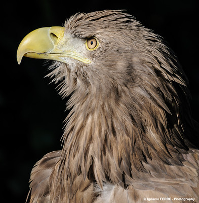 Le pygargue à queue blanche, oiseau rare en France