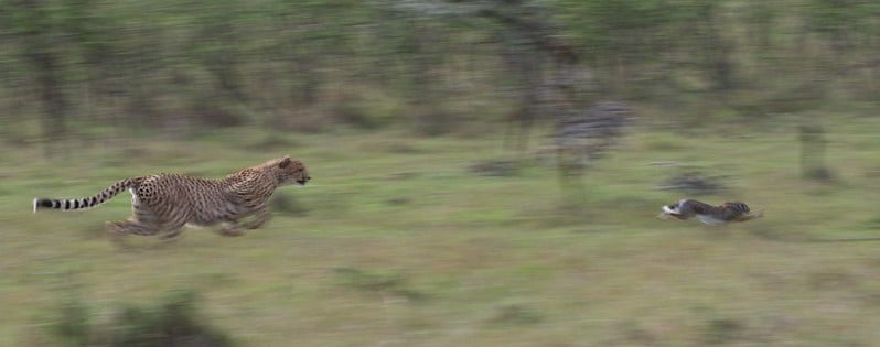Le guépard est l'animal le plus rapide sur terre