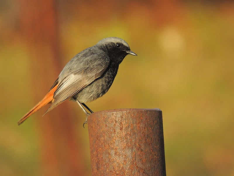 Le rougequeue noir est un oiseau migrateur courte distance