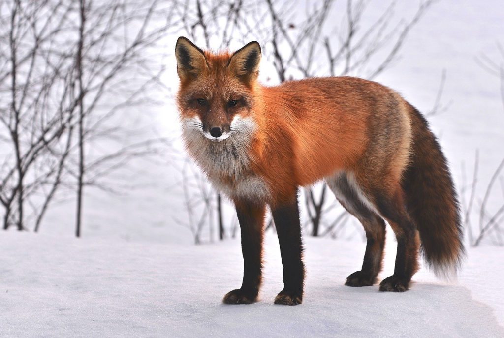 Etre rusé comme un renard - expression animalière française