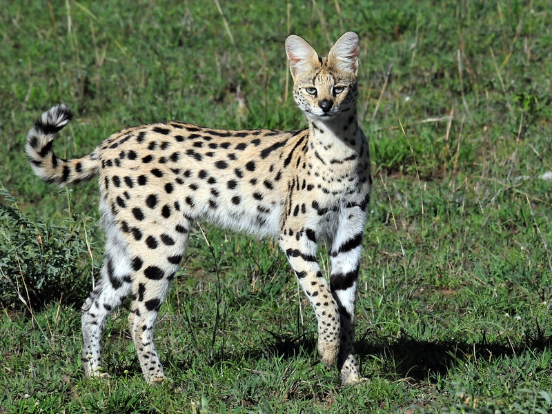 Le serval, félin d'Afrique aux grandes oreilles