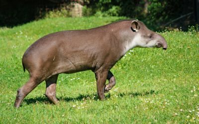 Découvrez le tapir, ce mammifère peu connu