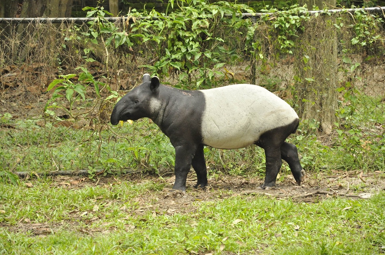 Tapir malais (à chabraque) seule espèce à vivre en Asie