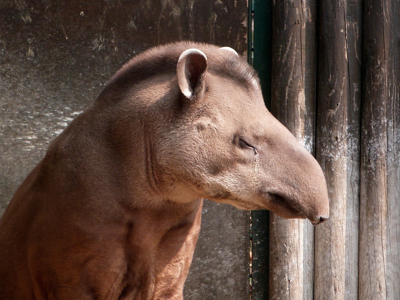 La trompe du tapir est préhensile et très utile