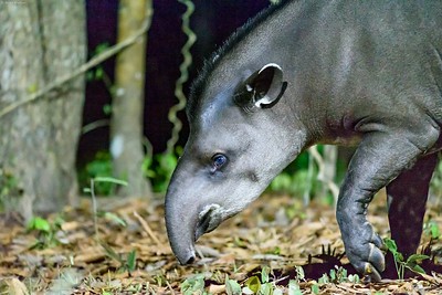 Tapir terrestre, animal à la trompe préhensile