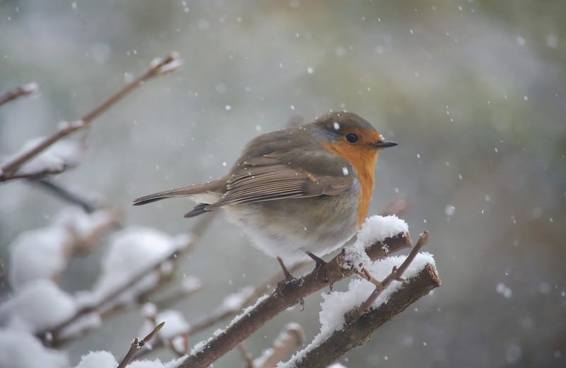 La thermorégulation chez les oiseaux