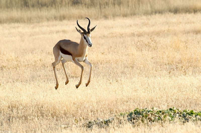 Le springbok est l'antilope d'Afrique la plus rapide