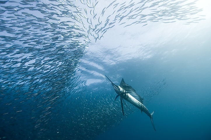 Le voilier de l'Indo-Pacifique est le poisson le plus rapide dans l'eau