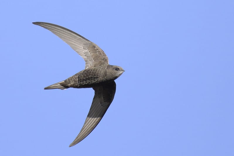 Le martinet noir est l'oiseau le plus rapide en vol battu