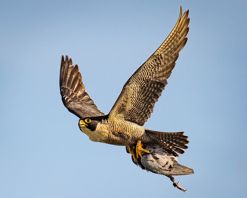 Le faucon pèlerin est l'oiseau le plus rapide en vol piqué
