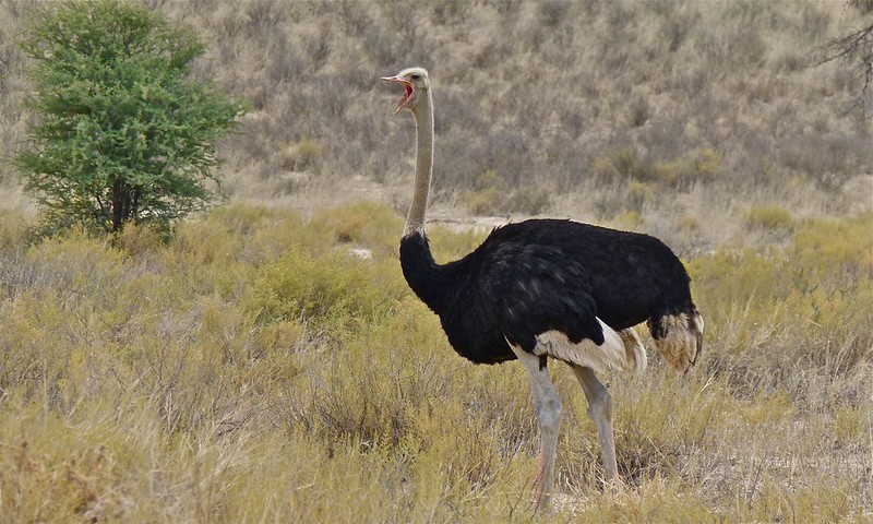 L'autruche est un oiseau incapable de voler