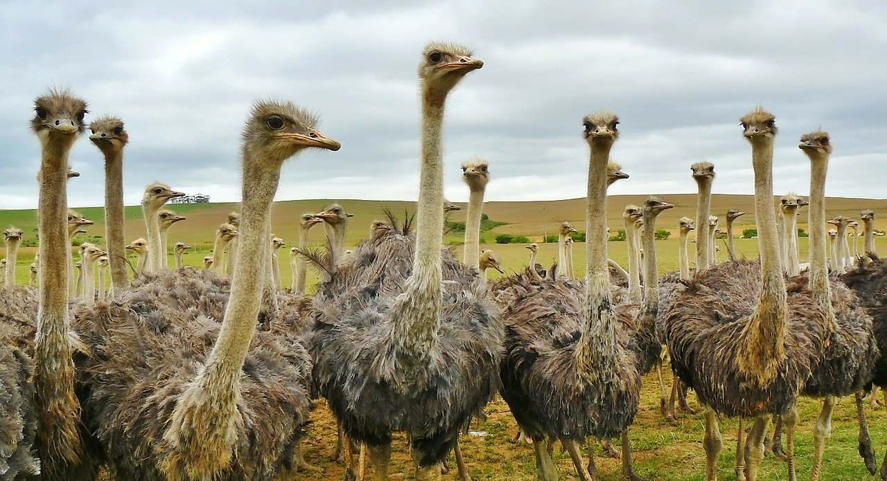 L'autruche est le plus grand des oiseaux au monde