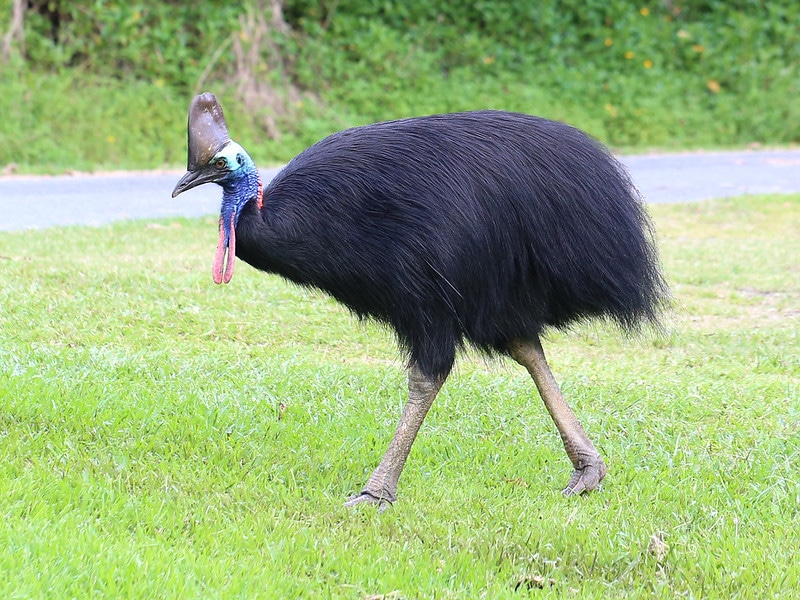 Le casoar à casque, un oiseau qui ne vole pas