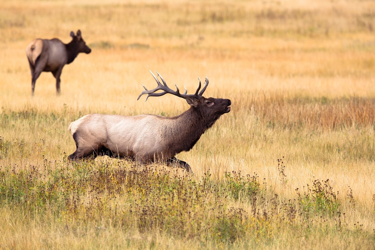 Le cerf élaphe est le plus grand mammifère terrestre du Royaume Uni