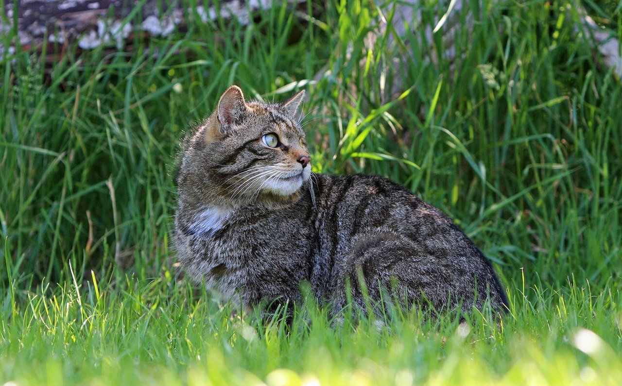 Le chat sauvage, unique félin sauvage du Royaume Uni