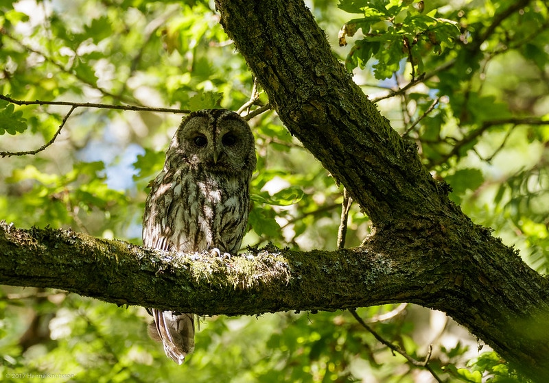 La chouette hulotte fréquente les parcs et jardins des villes