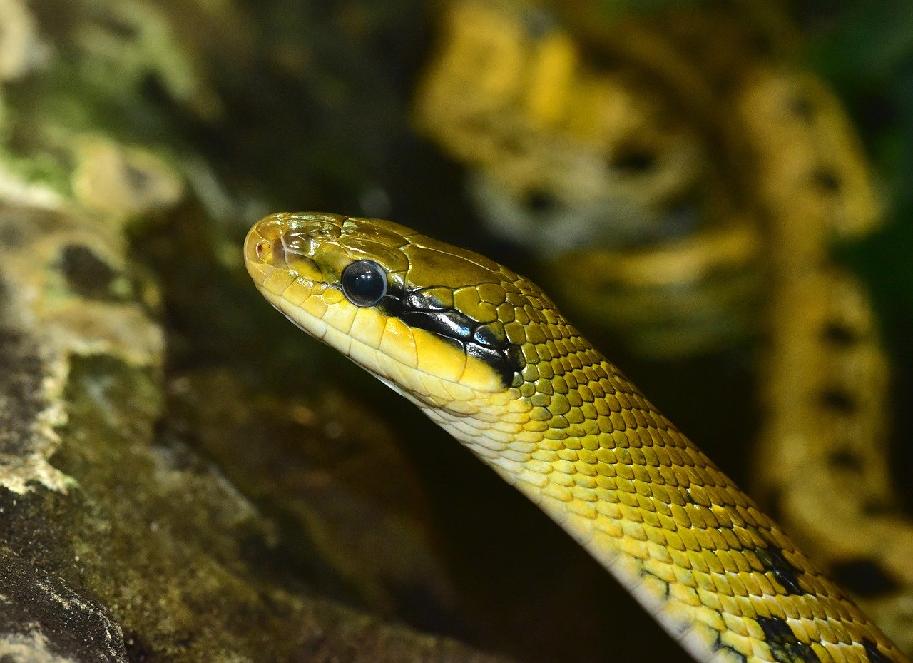 La couleuvre a de grosses écailles sur la tête