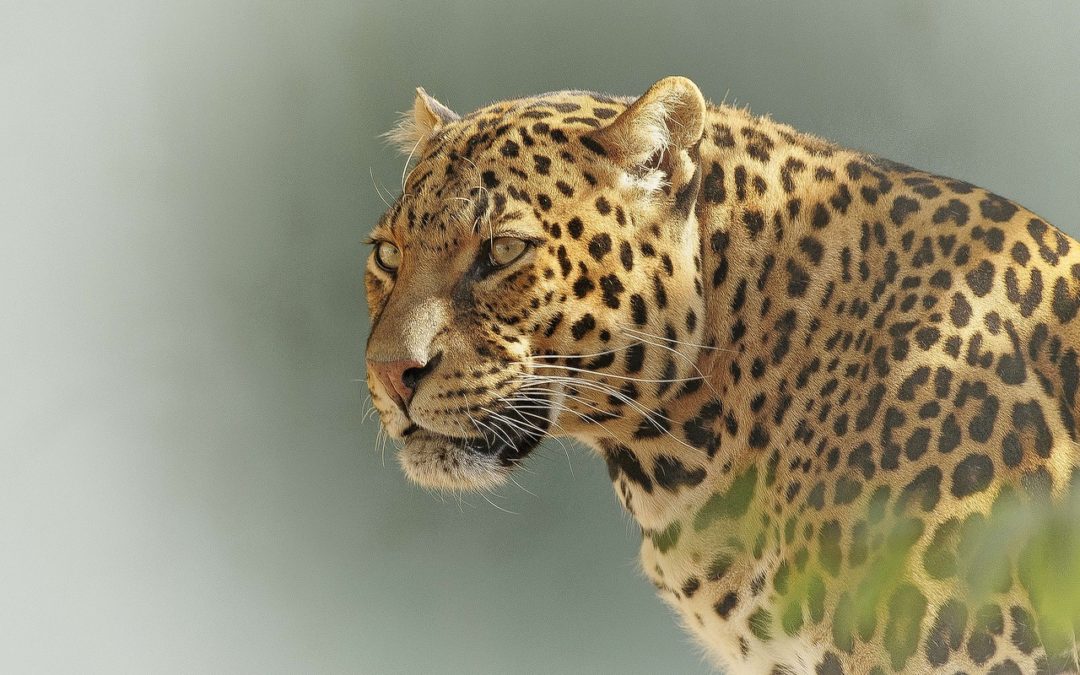 Jaguar, léopard, guépard : quelles différences ?