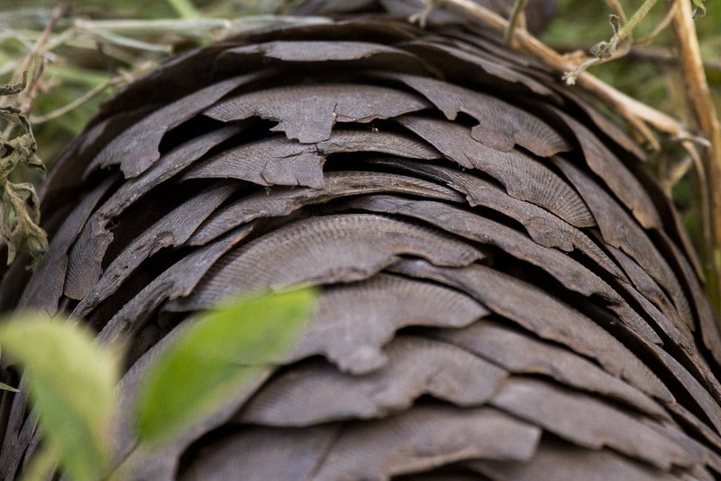 Les écailles des pangolins sont utilisées en médecine traditionnelle chinoise