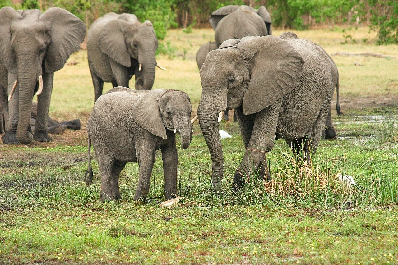 L'éléphant d'Afrique est le plus gros des animaux terrestres