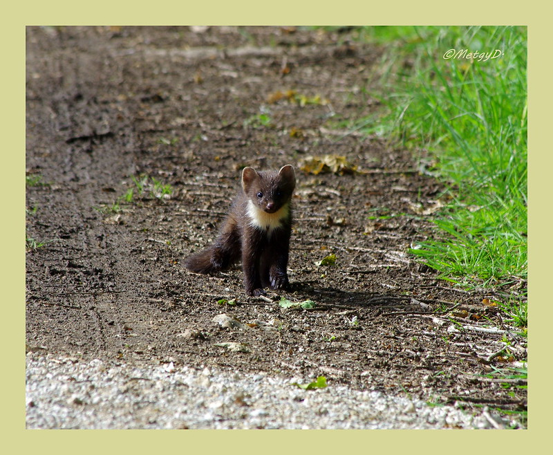 La fouine, animal nocturne présent dans les parcs des villes