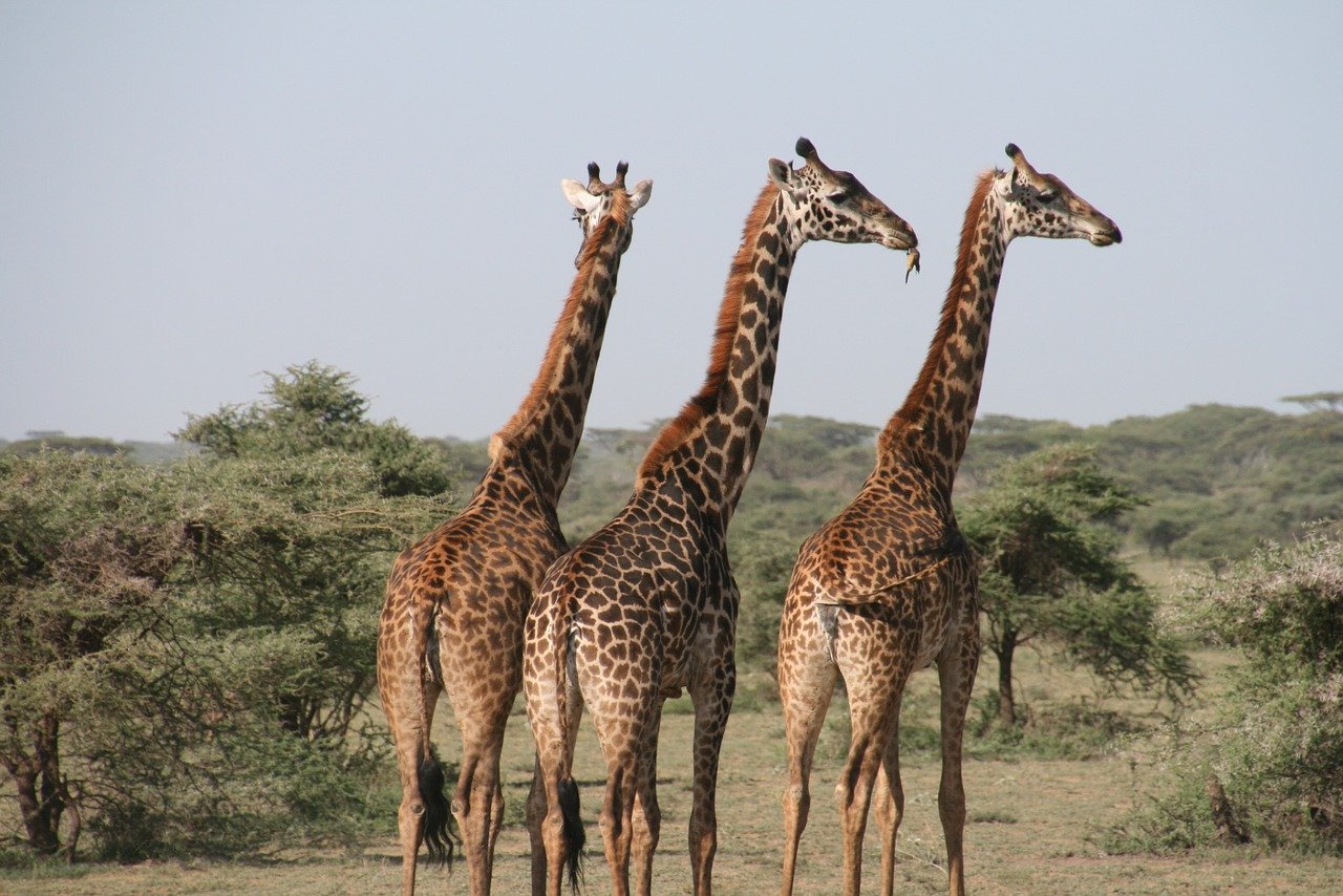 La girafe est le plus grand des animaux terrestres
