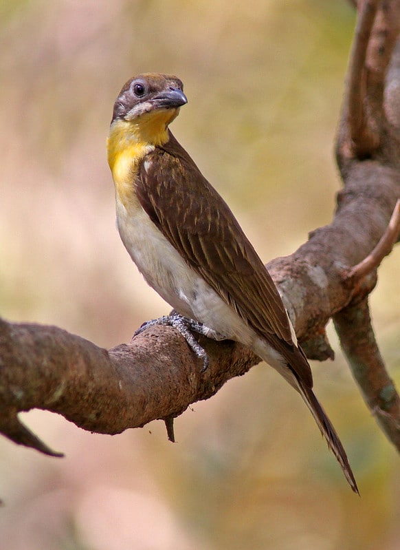 Le Grand Indicateur, oiseau d'Afrique qui indique aux Hommes la position des ruches