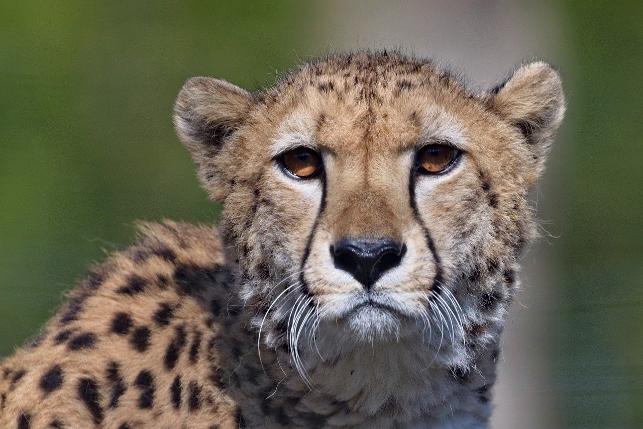 Des larmes (lignes noires) sont visibles au niveau des yeux du guépard