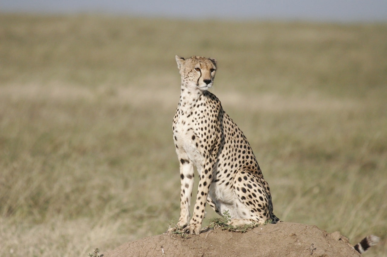 Le guépard est l'animal terrestre le plus rapide au monde