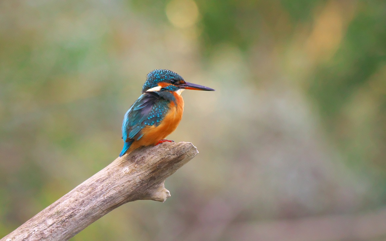 Le comptage ornithologique permet de recenser les populations d'oiseaux 