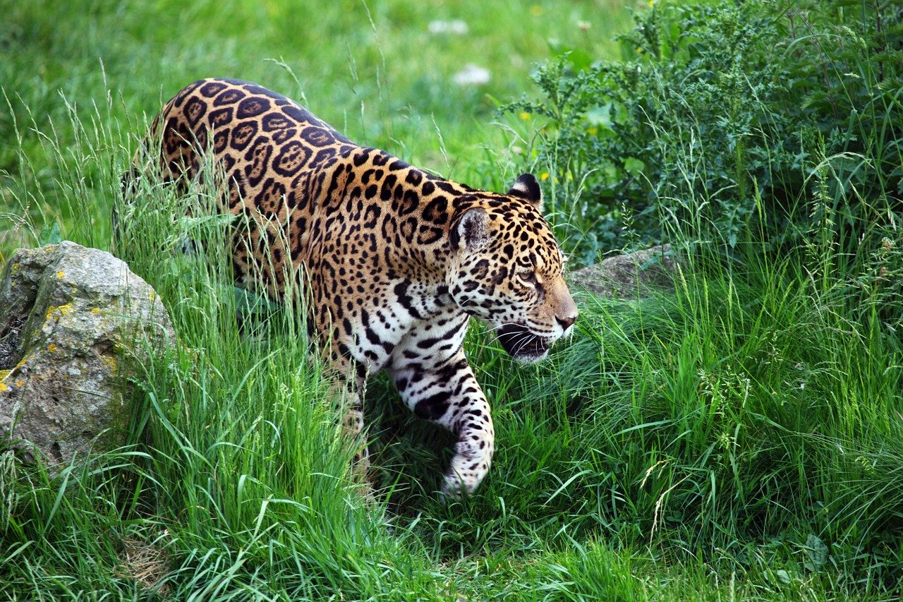 Le jaguar est plus gros que le léopard et a une mâchoire puissante