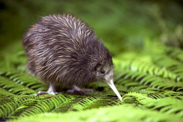 Le kiwi, oiseau emblématique de Nouvelle Zélande est incapable de voler
