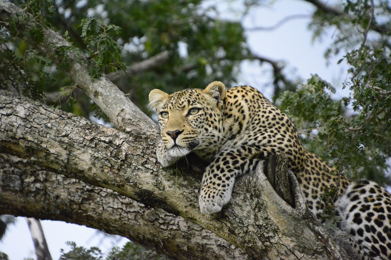 Le léopard est un excellent grimpeur aux arbres