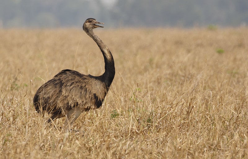 Le nandou, le plus gros oiseau d'Amérique ne peut pas voler