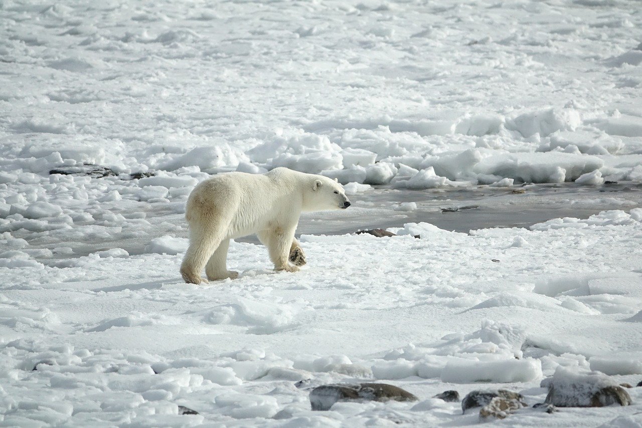 L'ours blanc polaire est le plus grand des mammifères carnivores sur terre