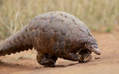 Le pangolin est le mammifère le plus braconné au monde !