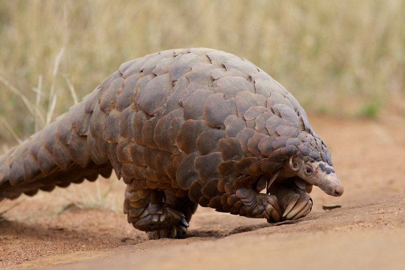 Le pangolin est le mammifère le plus braconné au monde !