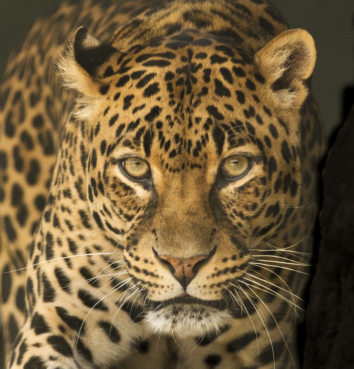 Le léopard d'Afrique, la sous-espèce de panthère la plus commune