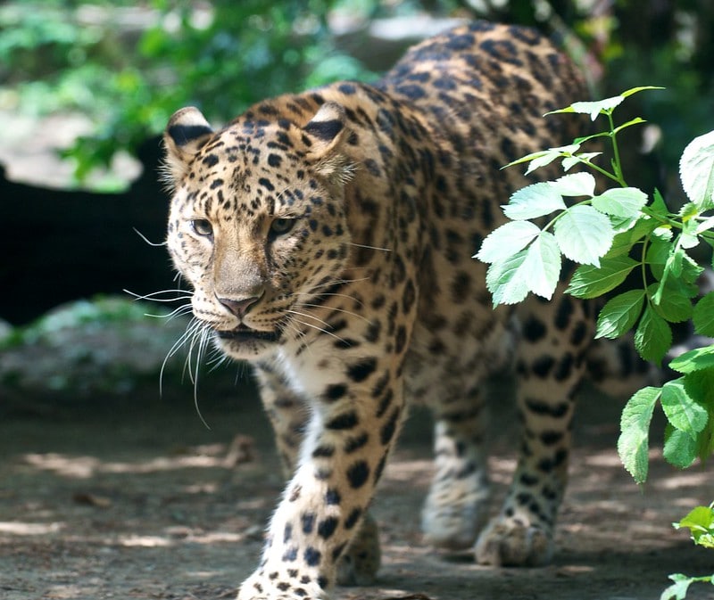 Le léopard de l'amour, félin de Russie et de Chine