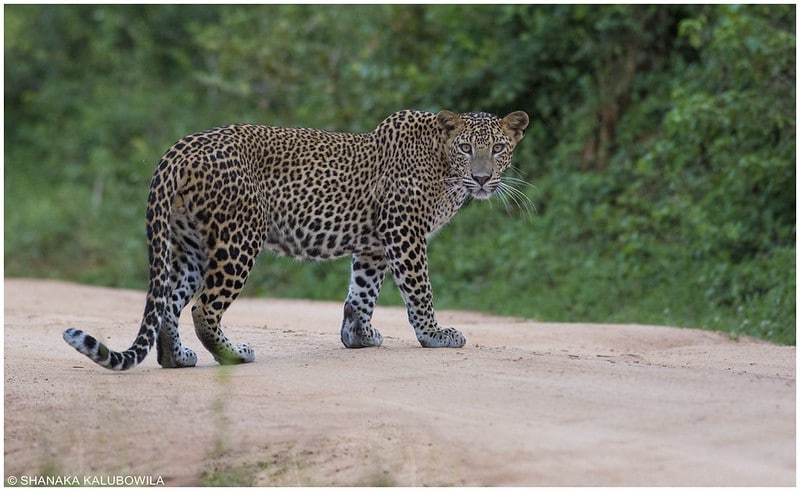 Le léopard (panthère) du Sri Lanka, félin d'Asie