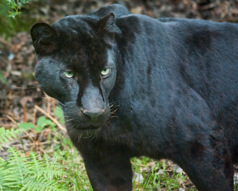 La panthère noire est un léopard atteint de mélanisme