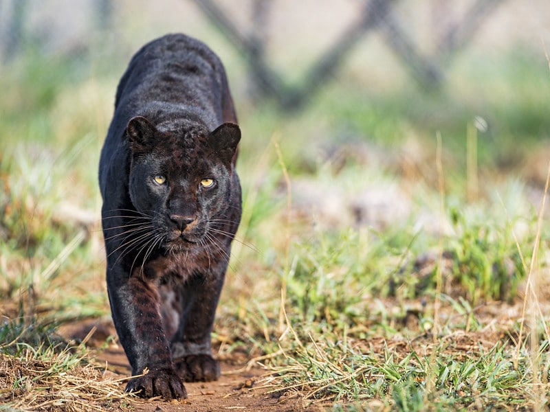 La panthère noire, léopard né avec une mutation génétique