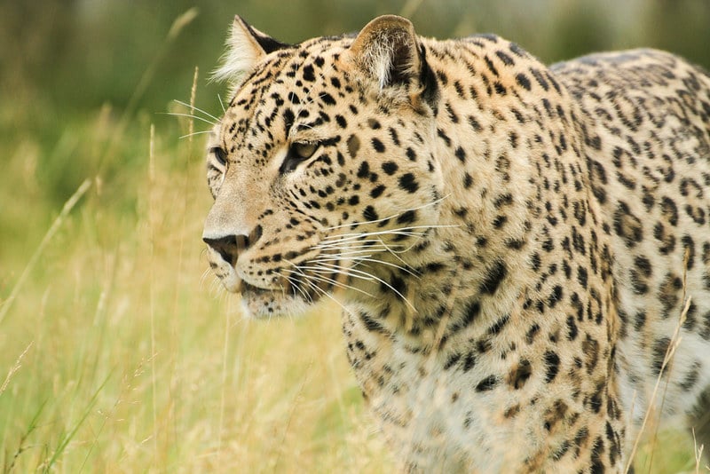 La panthère de Perse (léopard iranien), la plus grosse des panthères