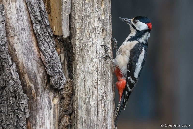 Pourquoi les pics-bois ne souffrent-ils pas de commotions cérébrales?