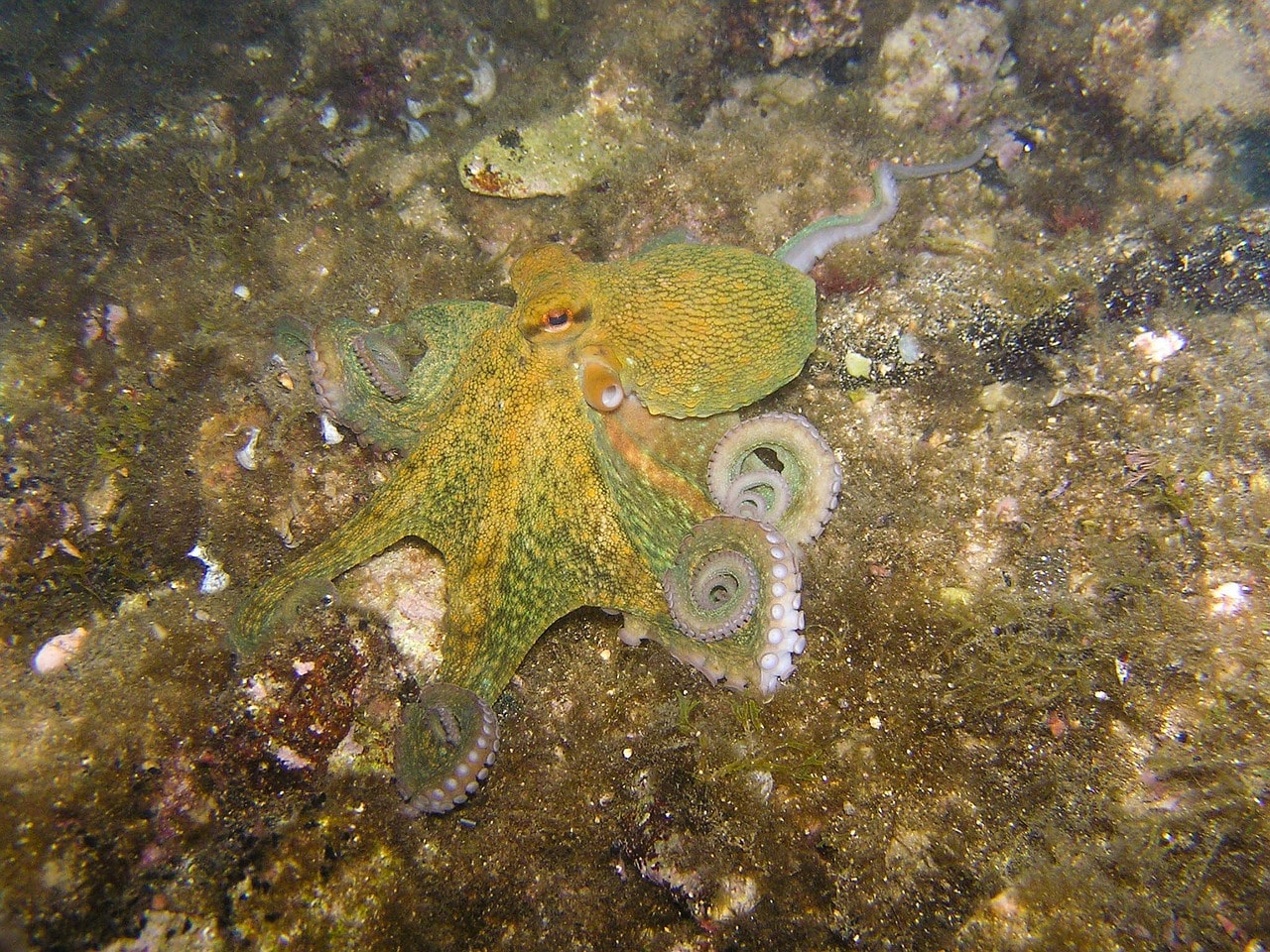 La pieuvre peut changer la couleur de sa peau pour se camoufler